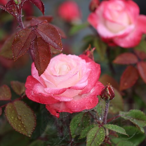 Nostalgie (Taneiglat) DONICZKA