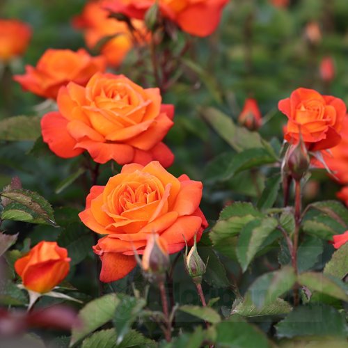 Super Trouper   (FRYleyeca) DONICZKA