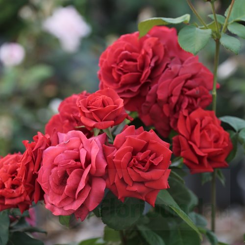 Terracotta  (Meicobius) DONICZKA