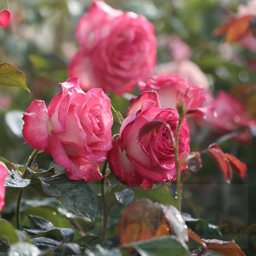 Isabelle Aubret DONICZKA