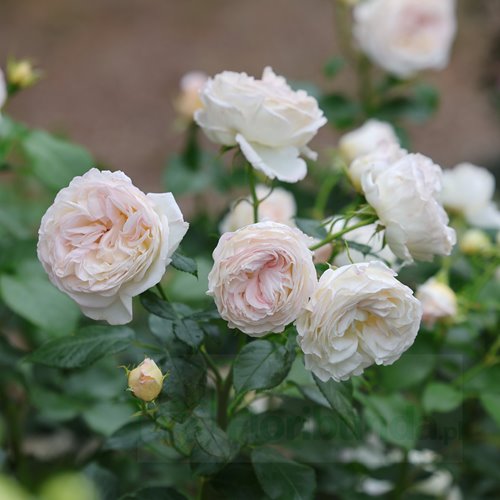 Camille Claudel DONICZKA