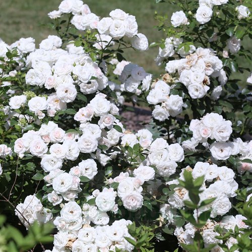 Aspirin Rose DONICZKA