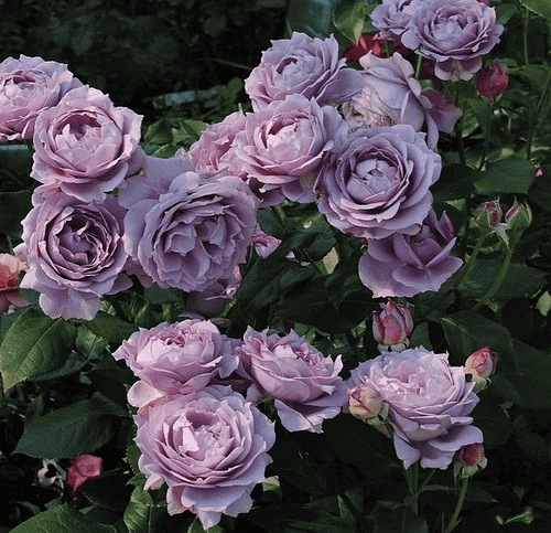 Novalis  KORfriedhar) DONICZKA