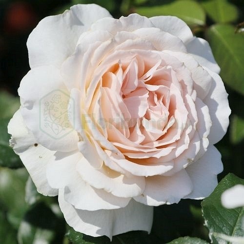 Chandos Beauty  (Harmisty) DONICZKA