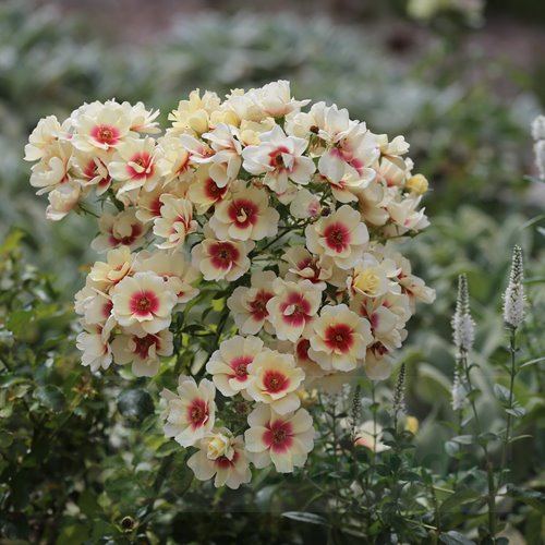 Glorius  Baylon Eyes DONICZKA