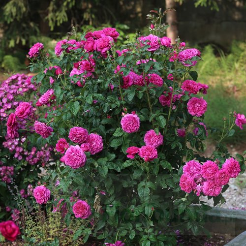 James L. Austin (AUSpike) DONICZKA