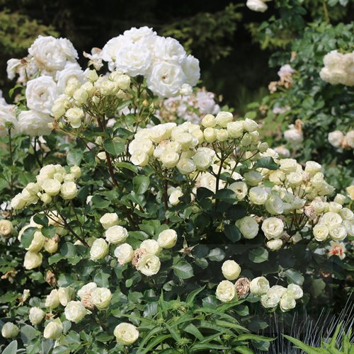 Escimo Flower Circus DONICZKA