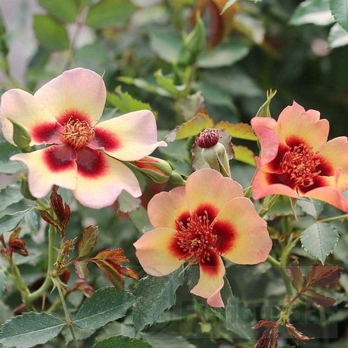 Fancy Baylon Eyes DONICZKA