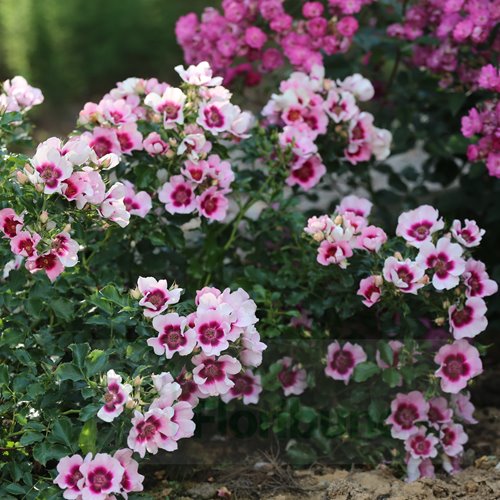 Bravo Babylon Eyes DONICZKA