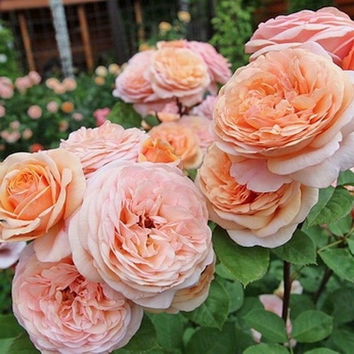 Charming Apricot DONICZKA