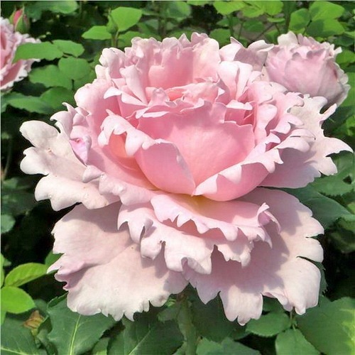 Sophie Rochas (DELroch) DONICZKA