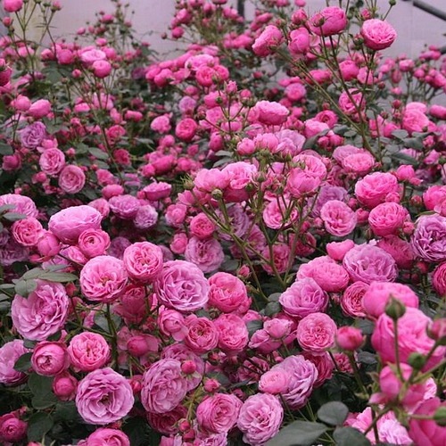 Pomponella (KORpompan) DONICZKA