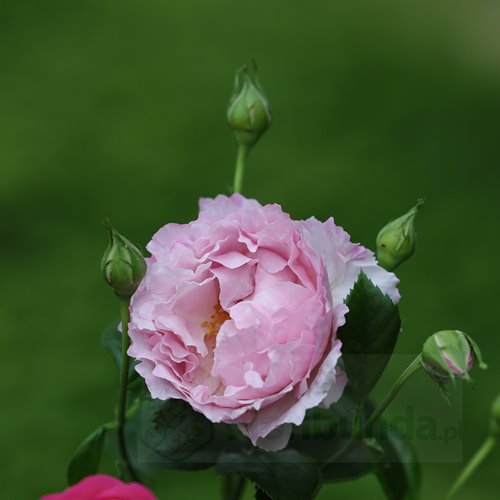 Alexandra David Neel® DONICZKA