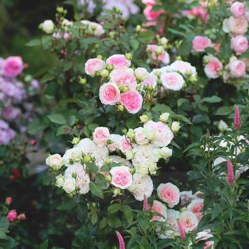 Kurfurstin Sophie DONICZKA  (Meisselpier)