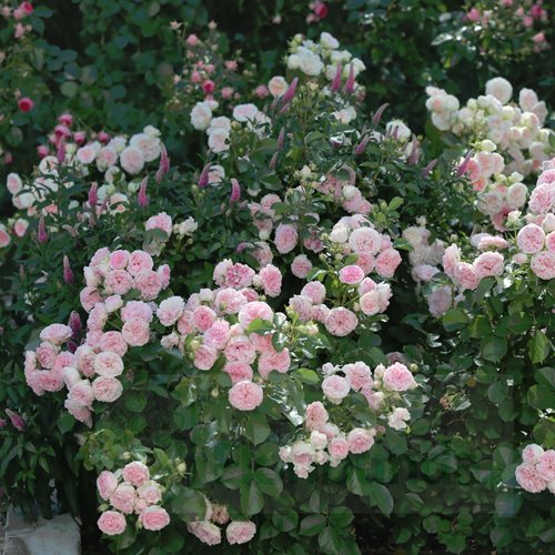 Larissa Flower Circus ® DONICZKA