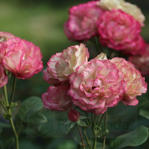 Acropolis  (Meicrado) DONICZKA