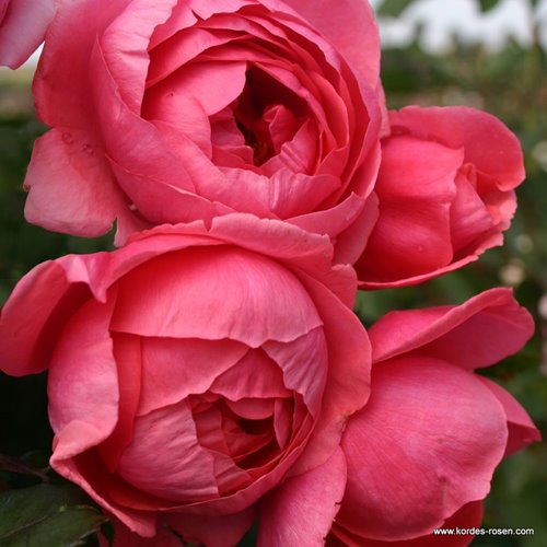 GARTENPRINZESSIN MARIE-JOSE  "PARFUMA" DONICZKA