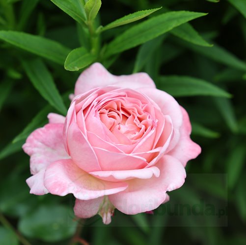 Jean de la Fontaine DONICZKA