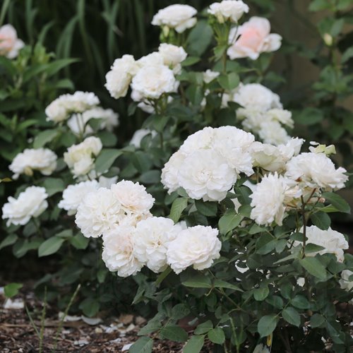 Princess of  Wales DONICZKA  (Hardinkum)