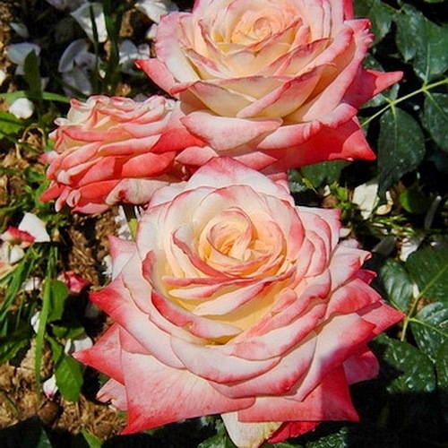 Imperatrice Farah  (Delivour) DONICZKA