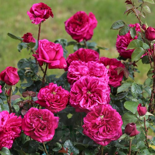 Gardener's Friend DONICZKA