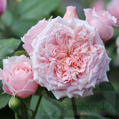 Paul Bocuse (Maspaujeu) DONICZKA