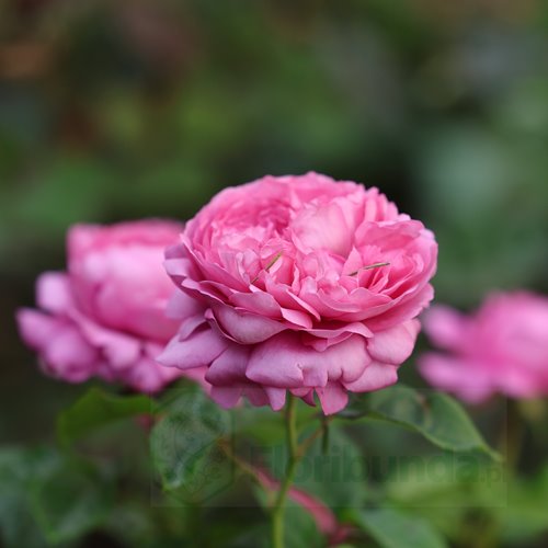 Chantal Merieux DONICZKA ( Maschame)