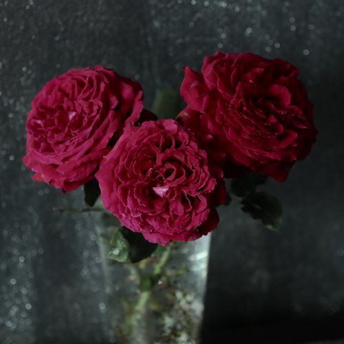 Velvet Fragrance DONICZKA