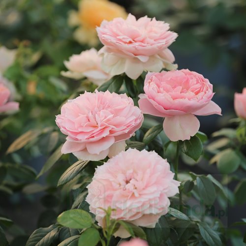 The Lion's Rose/ Born Free ® DONICZKA