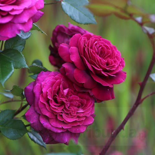 Bellevue  (KORvuebell) DONICZKA