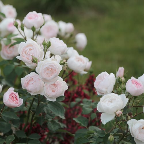 Desdemona (Auskindling) DONICZKA