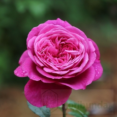 Nathalie Renaissance DONICZKA (Poulren014 )