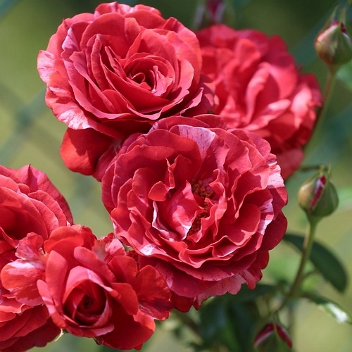 Brownie (Simstripe) DONICZKA