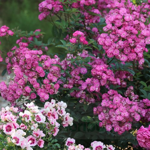 Sibelius  (LENbar) DONICZKA