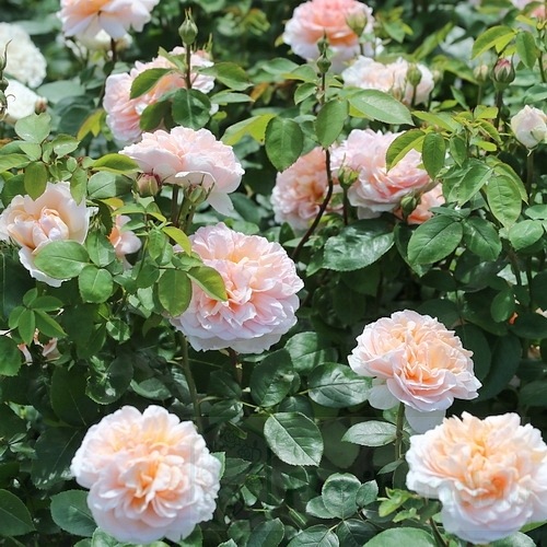 The Lady Gardener DONICZKA