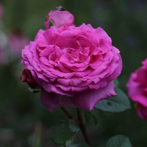 Chartreuse de Parme DONICZKA