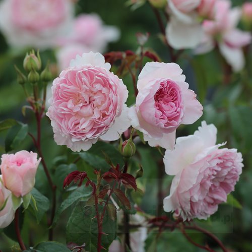 Silas Marner DONICZKA