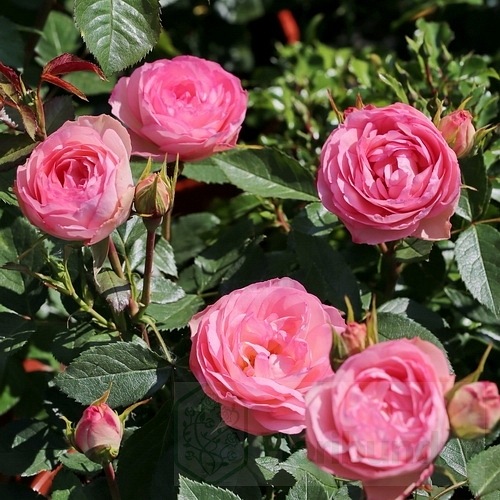 Lovely Rokoko DONICZKA