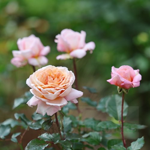Grossherzogin Luise® "PARFUMA" DONICZKA