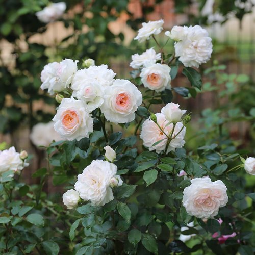 Stephanie Baronin zu Guttenberg Rose DONICZKA