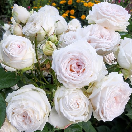 Madame Anisette ® "PARFUMA" DONICZKA