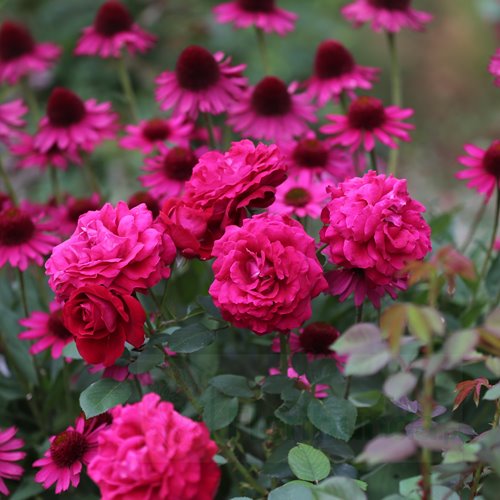 Katherine  Renaissance DONICZKA (Poulren027)