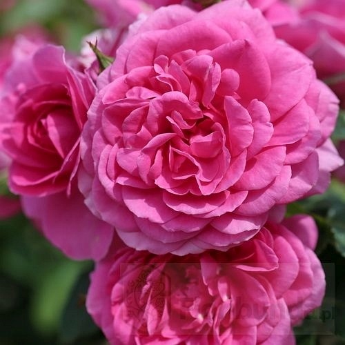 Lea Renaissance    (POUlren019)