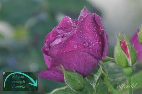 Rhapsody in Blue (Frantasia)