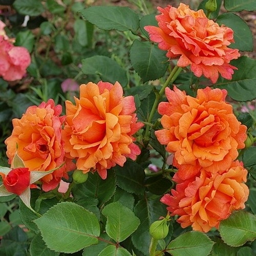 Easy Does It (Harpageant)