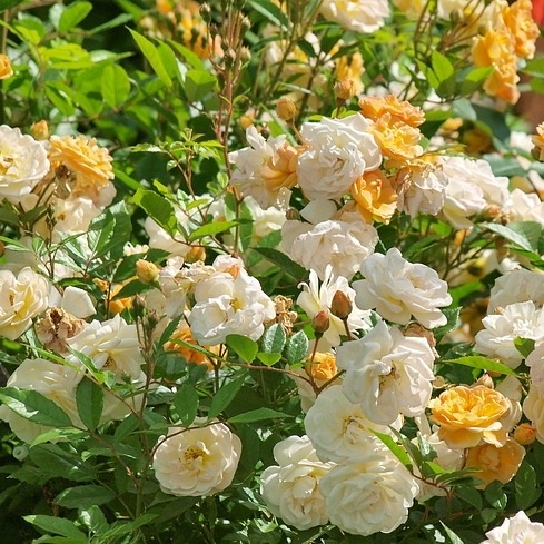 Ghislaine de Feligonde PIENNA