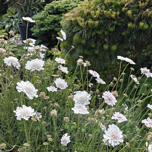 Drakiew "Kudo White"