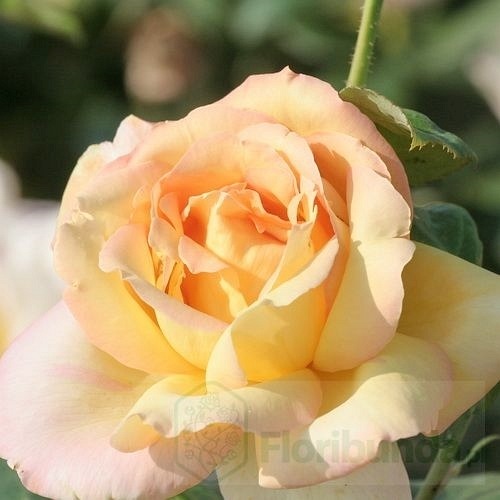 Peace (Madame A.Mailland)