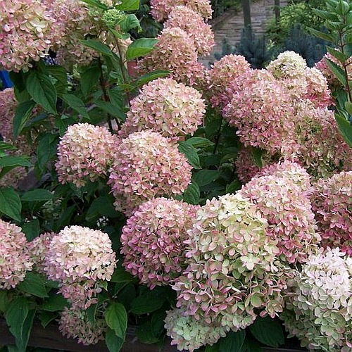 Hortensja bukietowa Early Sensation