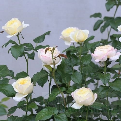 Amnesty International (DELcreja)